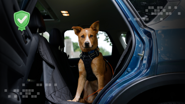 Mascotas a bordo: la forma de viajar juntos con seguridad